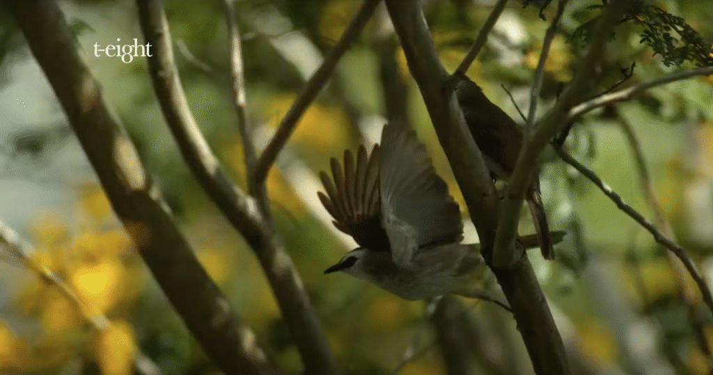 Bird Taking Flight Slow Mo
