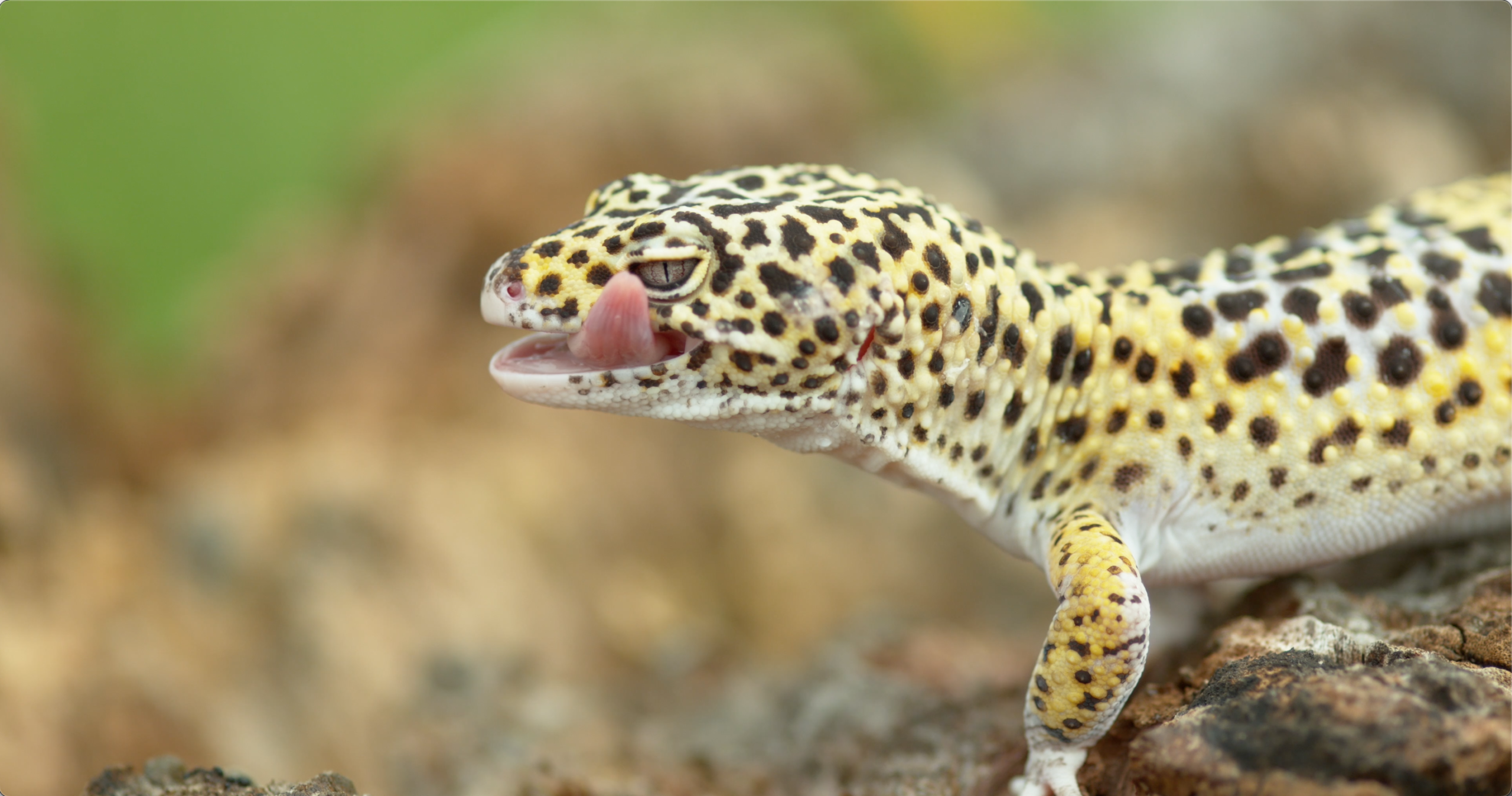 Close-up of leopard gecko touching its eye in slow motion